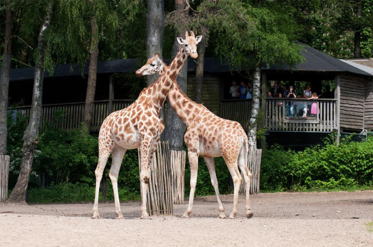Comfort Rooms By Europarcs De Hooge Veluwe أرنهيم المظهر الخارجي الصورة